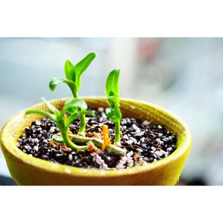 1kg Giá Thể Hỗn Hợp Trộn Sẵn Trồng Lan Cao Cấp Đã Qua Xử Lý