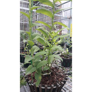 Phân tan chậm Trắng Nhật MagampK 6-40-6-15