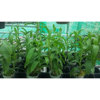 Phân Bón Lá Atonik Kích Mầm, Chồi, Kích Thích Sinh Trưởng