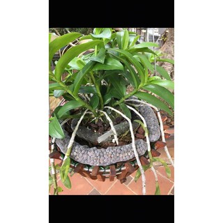 Đạm Cá Fish Emulsion 250ml (USA)