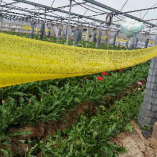 Đất Sạch Tribat Đất Sạch Tribat