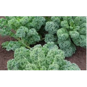 Hạt Giống Cải Xoăn Kale Dễ Trồng, Năng Suất Cao 150H