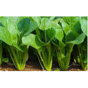 Hạt Giống Cải Ngọt 20g