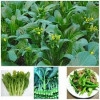 Hạt Giống Cải Ngồng Mập 20g