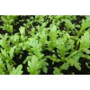 Hạt Giống Cải Cúc Nếp Gói 20g Hạt Giống Cải Cúc Nếp Gói 20g