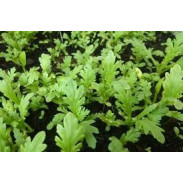 Hạt Giống Cải Cúc Nếp Gói 20g Hạt Giống Cải Cúc Nếp Gói 20g