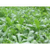 Hạt Giống Cải Cúc Nếp Gói 20g Hạt Giống Cải Cúc Nếp Gói 20g
