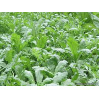 Hạt Giống Cải Cúc Nếp Gói 20g Hạt Giống Cải Cúc Nếp Gói 20g