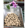 Gói 1KG Phân Tan Chậm Hạt Bàng Nhật 12-6-6 Bón Hoa Lan, Cây Cảnh Bonsai