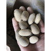 Gói 1KG Phân Tan Chậm Hạt Bàng Nhật 12-6-6 Bón Hoa Lan, Cây Cảnh Bonsai