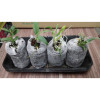 Set 50 Viên Nén Xơ Dừa Để Ươm Hạt Đầy Đủ Dinh Dưỡng