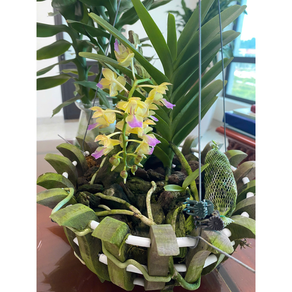 2 chai GE Nha Đam 1L - Phân bón hữu cơ và làm mát giải độc cây