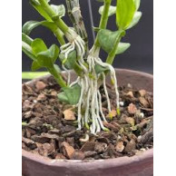 (FREESHIP + QUÀ) 2 chai GE Nha Đam 1L - Phân bón hữu cơ và làm mát giải độc cây