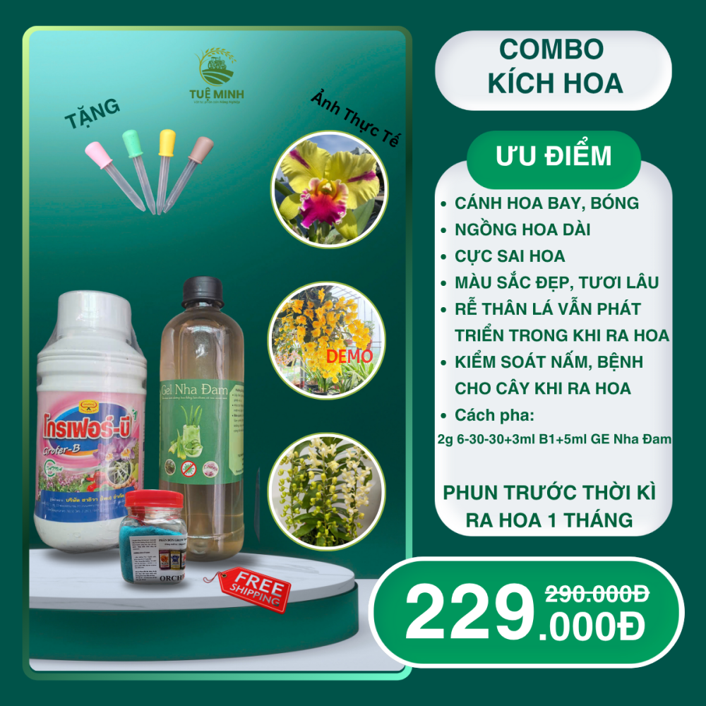 Combo Kích Hoa Ngồng Hoa Dài, Sai Hoa, Màu Đẹp, Cánh Bóng, Lâu Tàn