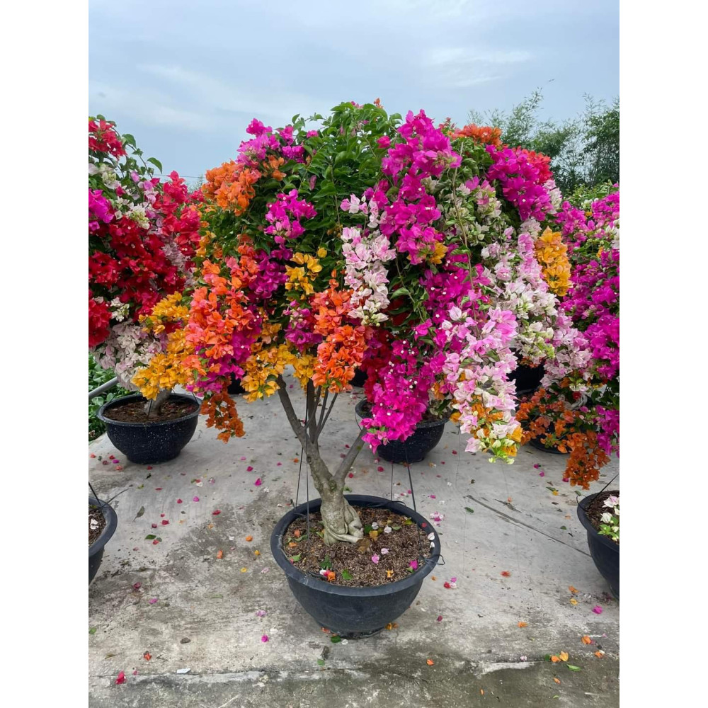 Phân bón hữu cơ siêu hoa giấy