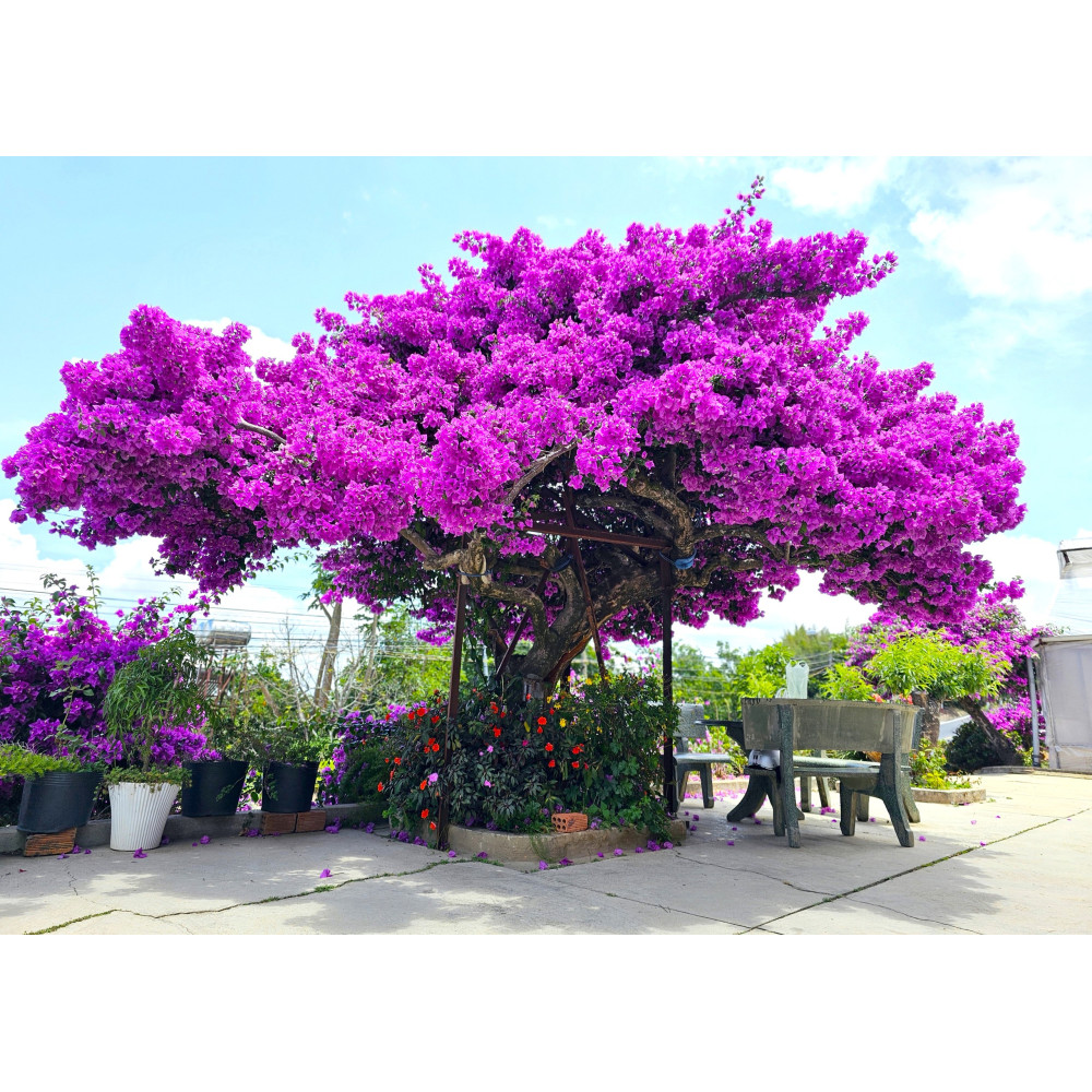 Phân bón hữu cơ siêu hoa giấy