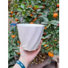 Chậu Nhựa Dáng Tròn Xoắn Trồng Cây Để Bàn, Cây Ban Công Chậu Nhựa Dáng Tròn Xoắn Trồng Cây Để Bàn, Cây Ban Công