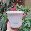 Chậu Nhựa Dáng Tròn Xếp Trồng Cây Để Bàn, Sen Đá Chậu Nhựa Dáng Tròn Xếp Trồng Cây Để Bàn, Sen Đá