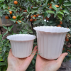 Chậu Nhựa Dáng Tròn Xếp Trồng Cây Để Bàn, Sen Đá Chậu Nhựa Dáng Tròn Xếp Trồng Cây Để Bàn, Sen Đá