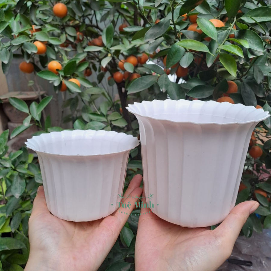 Chậu Nhựa Dáng Tròn Xếp Trồng Cây Để Bàn, Sen Đá Chậu Nhựa Dáng Tròn Xếp Trồng Cây Để Bàn, Sen Đá