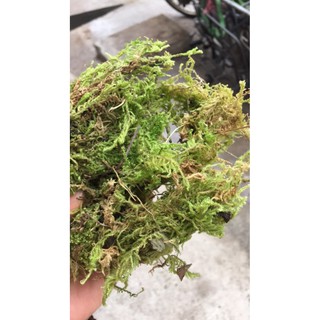 Rêu Rừng Phơi Khô Dùng Để Trồng Lan, Trang Trí Rêu Rừng Phơi Khô Dùng Để Trồng Lan, Trang Trí