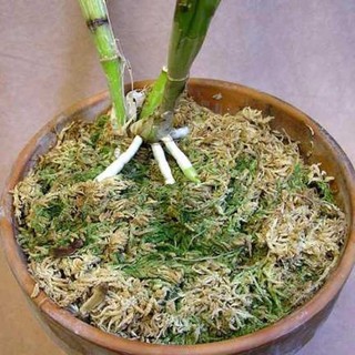 Rêu Rừng Phơi Khô Dùng Để Trồng Lan, Trang Trí Rêu Rừng Phơi Khô Dùng Để Trồng Lan, Trang Trí