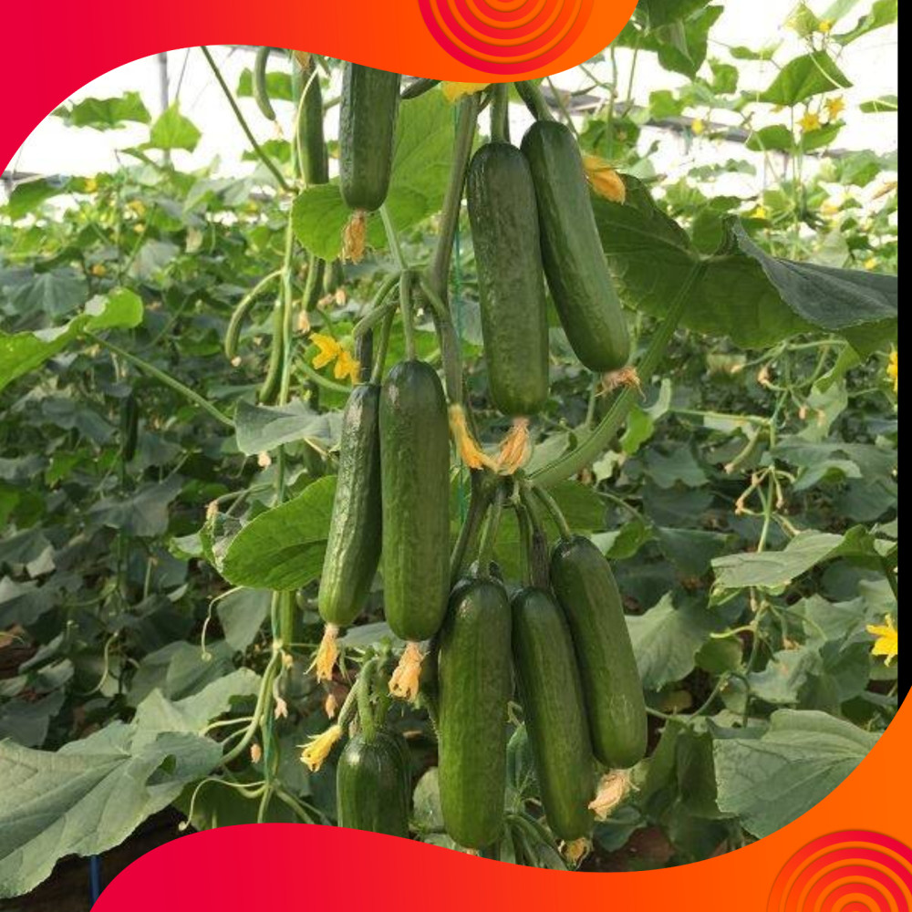 Hạt Giống Dưa Chuột Nếp Ta gói 2g