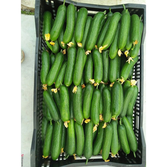 Hạt Giống Dưa Chuột Nếp Ta gói 2g