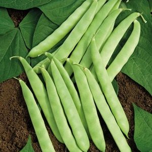 Hạt Giống Đậu Các Loại Gói 50g Hạt Giống Đậu Các Loại Gói 50g