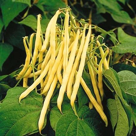 Hạt Giống Đậu Các Loại Gói 50g Hạt Giống Đậu Các Loại Gói 50g