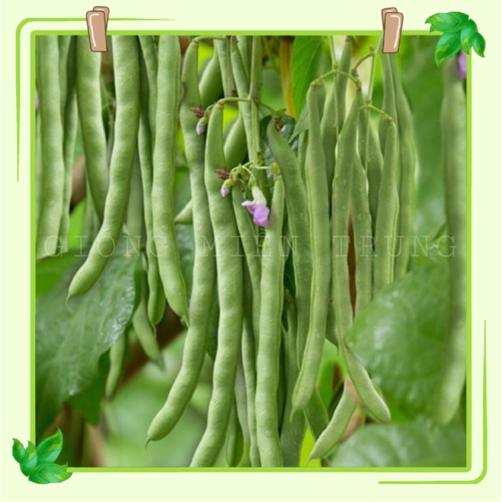 Hạt Giống Đậu Các Loại Gói 50g Hạt Giống Đậu Các Loại Gói 50g