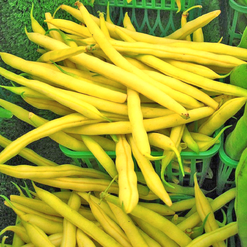 Hạt Giống Đậu Các Loại Gói 50g Hạt Giống Đậu Các Loại Gói 50g