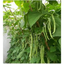 Hạt Giống Đậu Các Loại Gói 50g Hạt Giống Đậu Các Loại Gói 50g