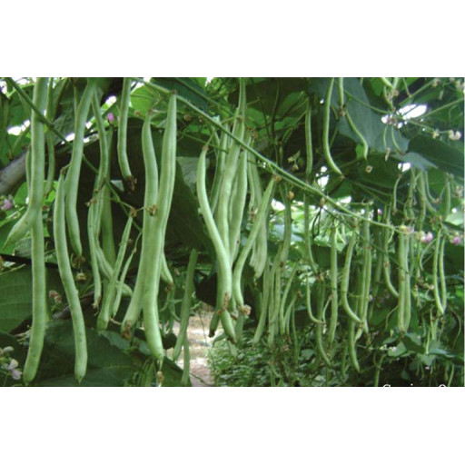 Hạt Giống Đậu Các Loại Gói 50g Hạt Giống Đậu Các Loại Gói 50g