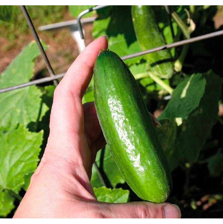Hạt Giống Dưa Chuột Chùm (Baby) 10 Hạt Hạt Giống Dưa Chuột Chùm (Baby) 10 Hạt