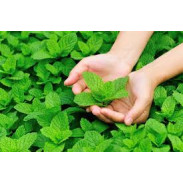 Hạt Giống Húng Bạc Hà Gói 0.1g Hạt Giống Húng Bạc Hà Gói 0.1g