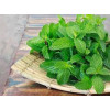 Hạt Giống Húng Bạc Hà Gói 0.1g Hạt Giống Húng Bạc Hà Gói 0.1g