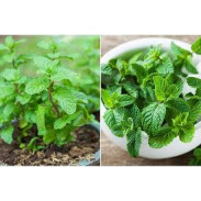 Hạt Giống Húng Bạc Hà Gói 0.1g Hạt Giống Húng Bạc Hà Gói 0.1g