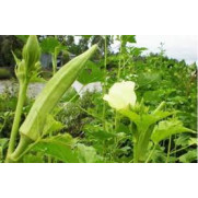 Hạt Giống Đậu Rồng Gói 20g