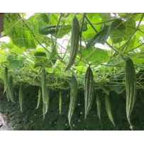 Hạt Giống Quả Lặc Lày (Lặc lè) Gói 2g Hạt Giống Quả Lặc Lày (Lặc lè) Gói 2g