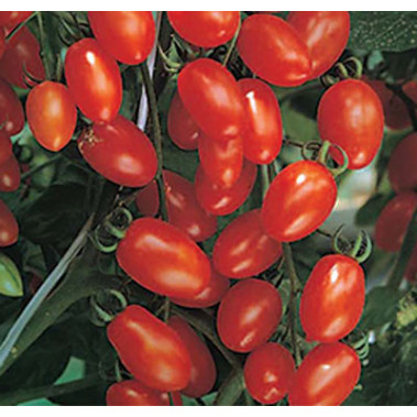 Hạt Giống Cà Chua Bi F1 Gói 0.2g Hạt Giống Cà Chua Bi F1 Gói 0.2g