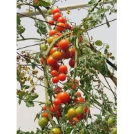 Hạt Giống Cà Chua Bi F1 Gói 0.2g Hạt Giống Cà Chua Bi F1 Gói 0.2g