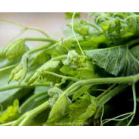 Hạt Giống Bí Siêu Ngọn Gói 20g