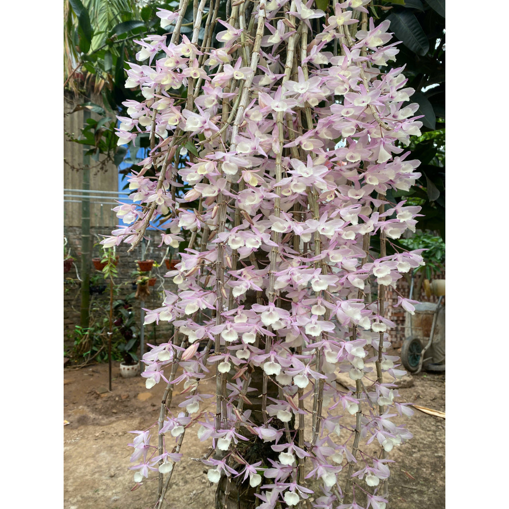 Phân Bón Kích Thích Ra Hoa Đầu Trâu 701 
