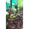 Phân Tan Chậm Rynan lọ 150g Dùng Cho Phong Lan Trưởng Thành