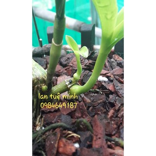 Phân Tan Chậm Rynan lọ 150g Dùng Cho Phong Lan Trưởng Thành
