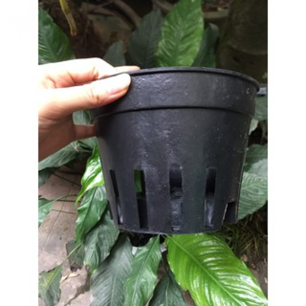 Chậu Nhựa Đen Dáng Cơ Bản Trồng Lan Chậu Nhựa Đen Dáng Cơ Bản Trồng Lan