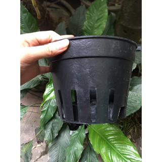 Chậu Nhựa Đen Dáng Cơ Bản Trồng Lan Chậu Nhựa Đen Dáng Cơ Bản Trồng Lan