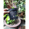 Chậu Nhựa Đen Dáng Cơ Bản Trồng Lan Chậu Nhựa Đen Dáng Cơ Bản Trồng Lan