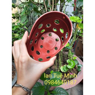 Chậu Nhựa Giả Đất Trồng Lan Chậu Nhựa Giả Đất Trồng Lan